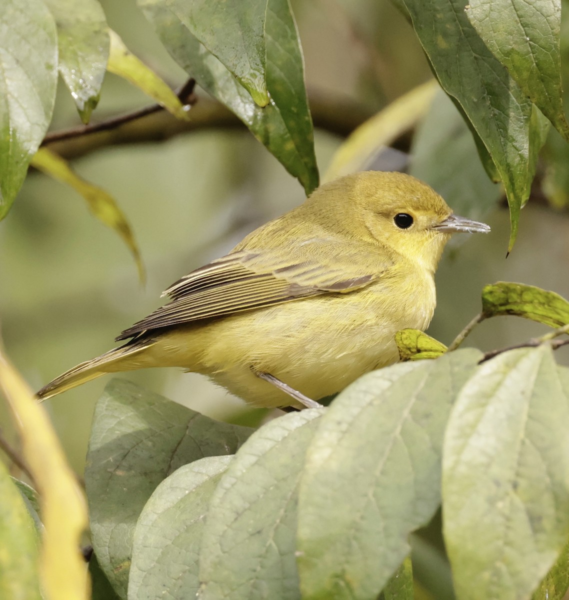 Yellow Warbler - ML643785868