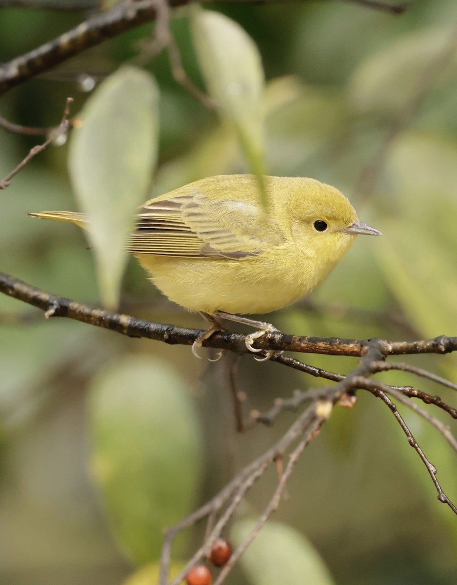 Yellow Warbler - ML643785869