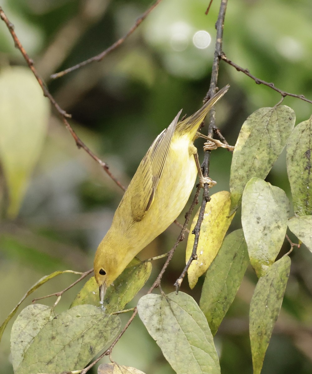 Yellow Warbler - ML643785870