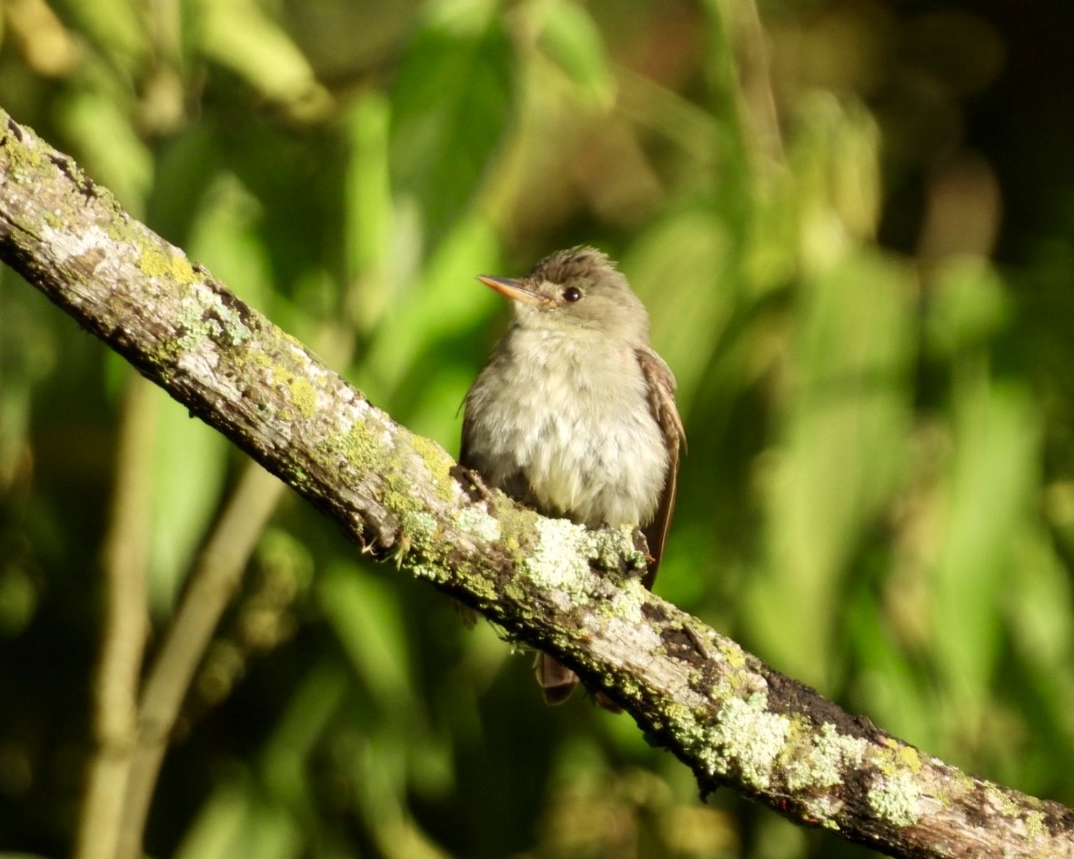 Blasskehl-Schnäppertyrann - ML643785872