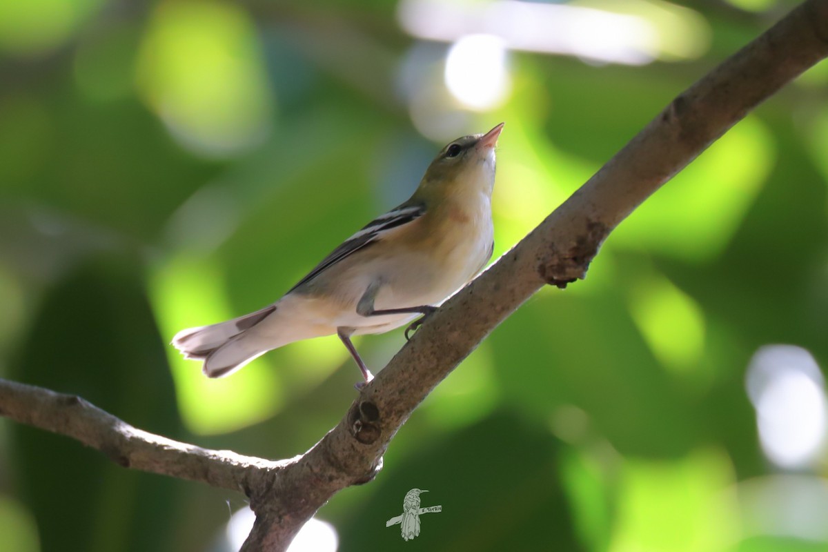 Bay-breasted Warbler - ML643785884