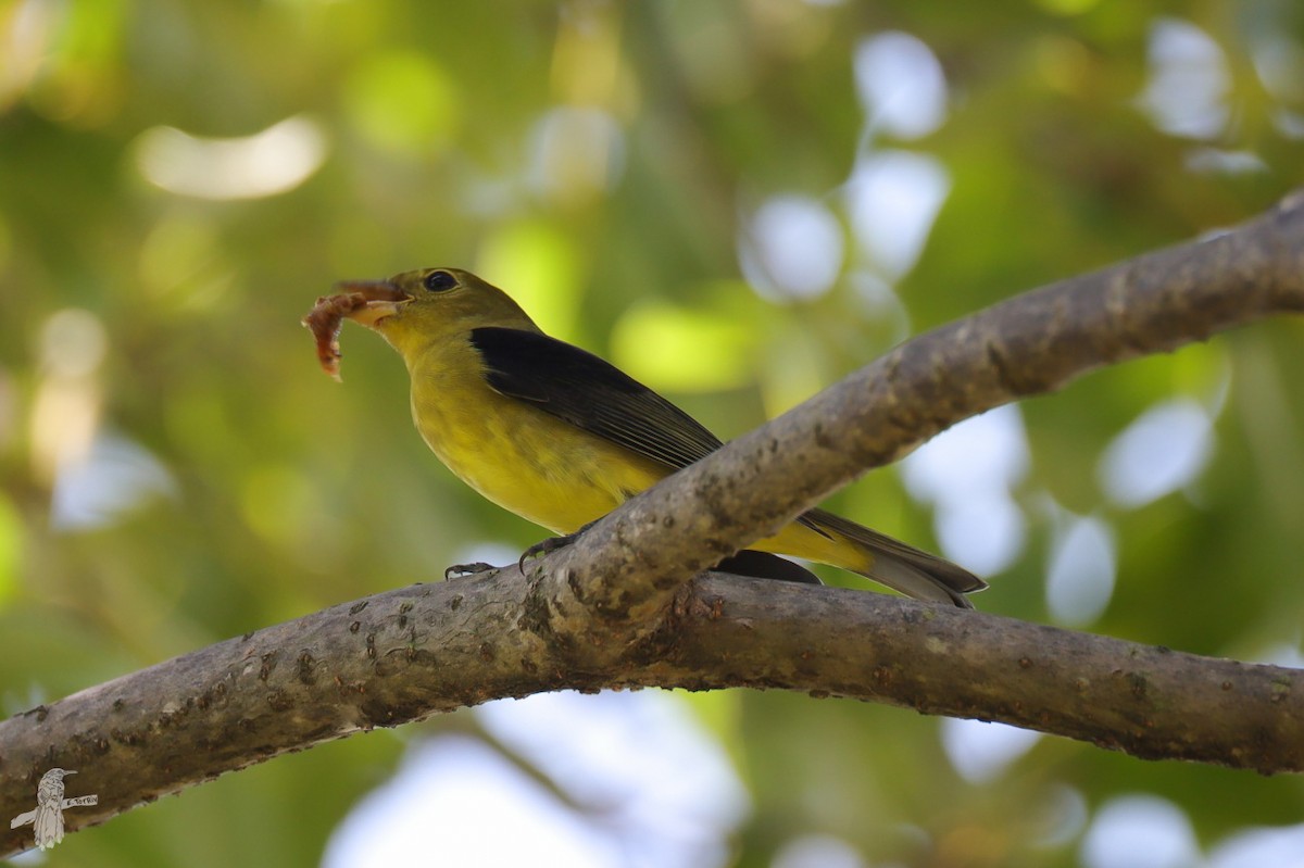 Scarlet Tanager - ML643785897