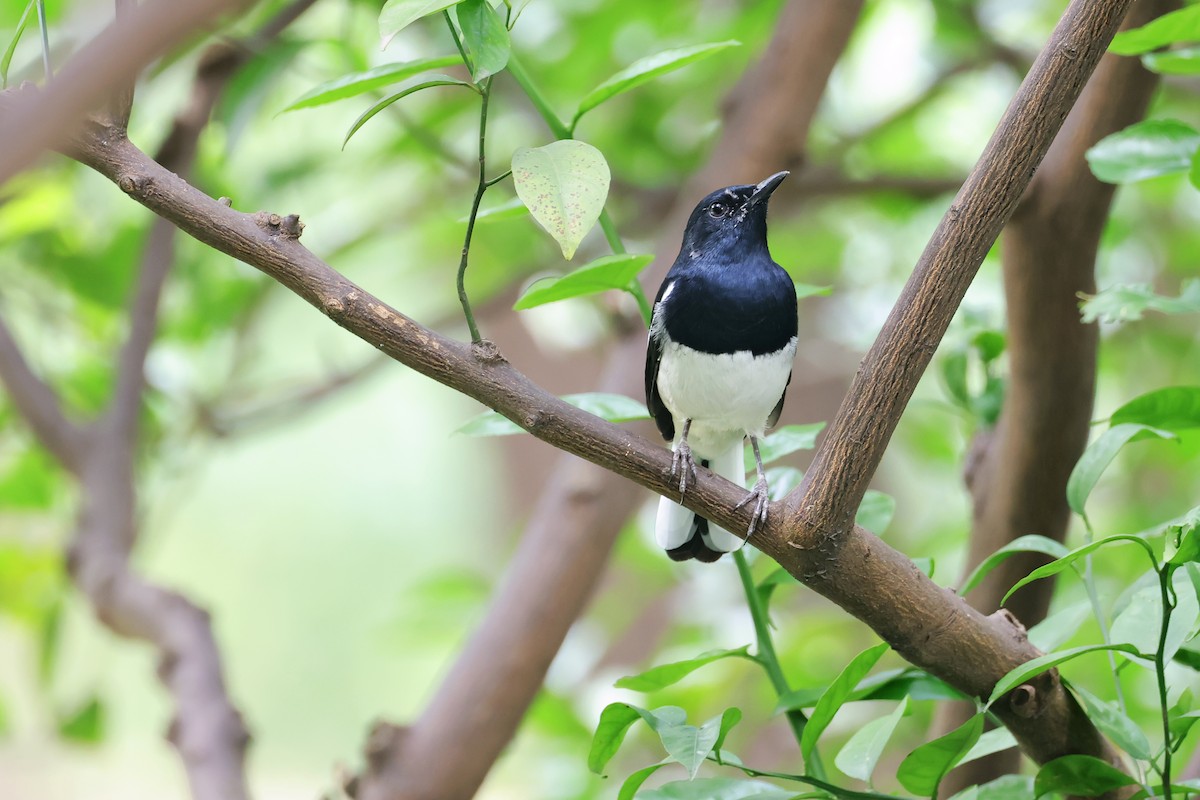 Oriental Magpie-Robin - ML643785901