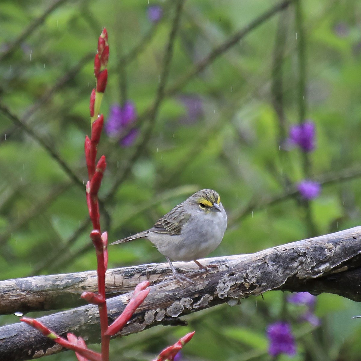 Yellow-browed Sparrow - ML643785912