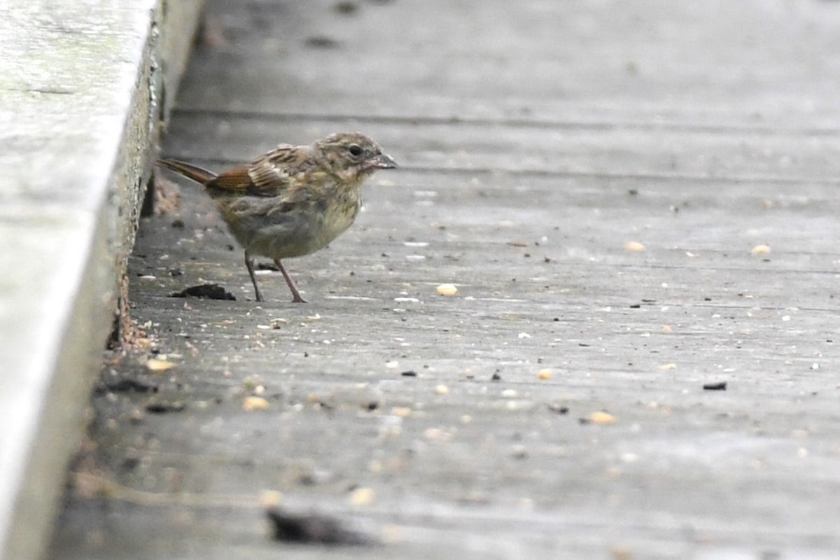 Masked Bunting - ML643785917