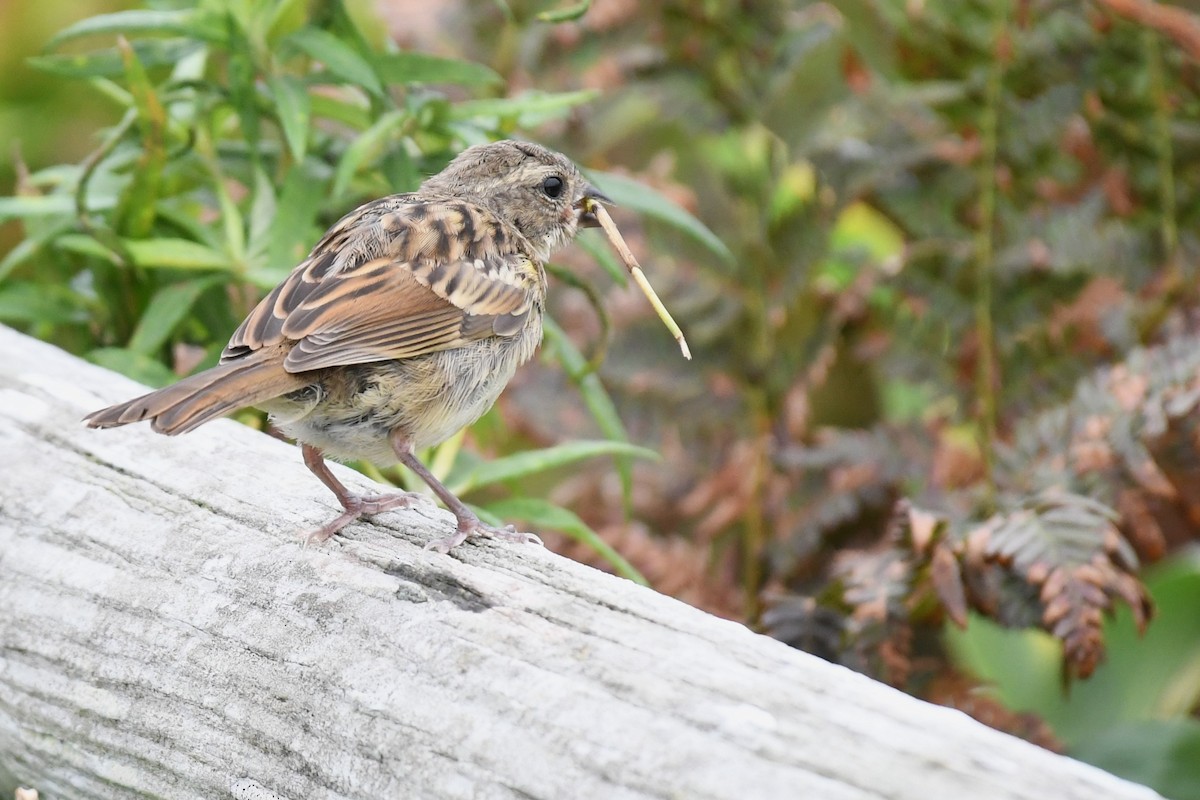 Masked Bunting - ML643785918