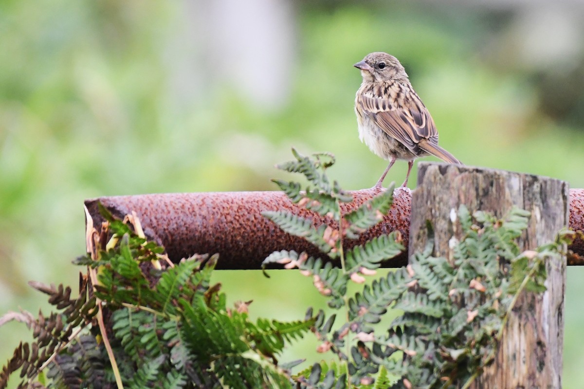 Masked Bunting - ML643785919