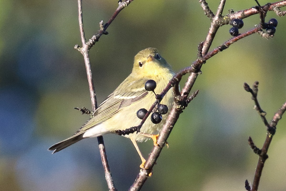 lesňáček černohlavý - ML643785926