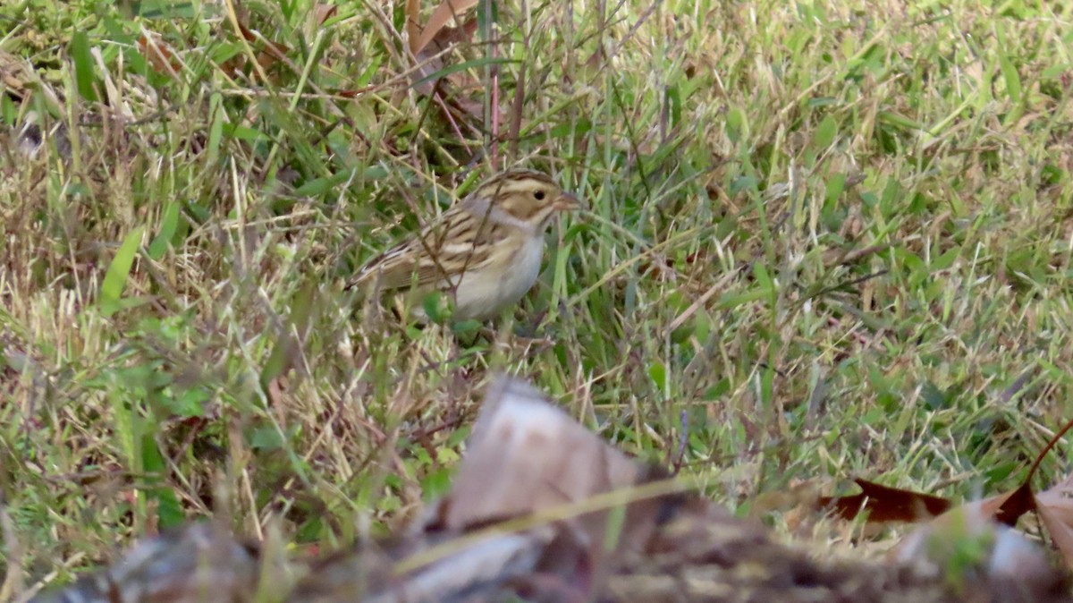 Clay-colored Sparrow - ML643785927