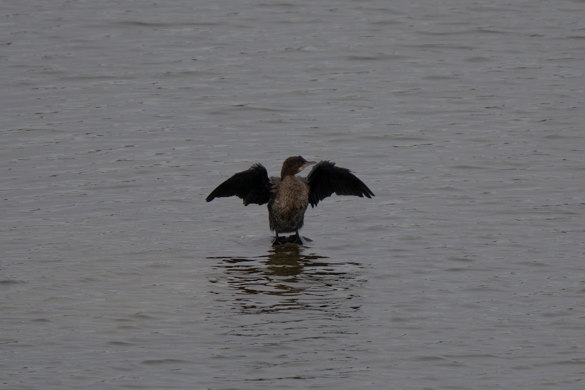 Pygmy Cormorant - ML643785938