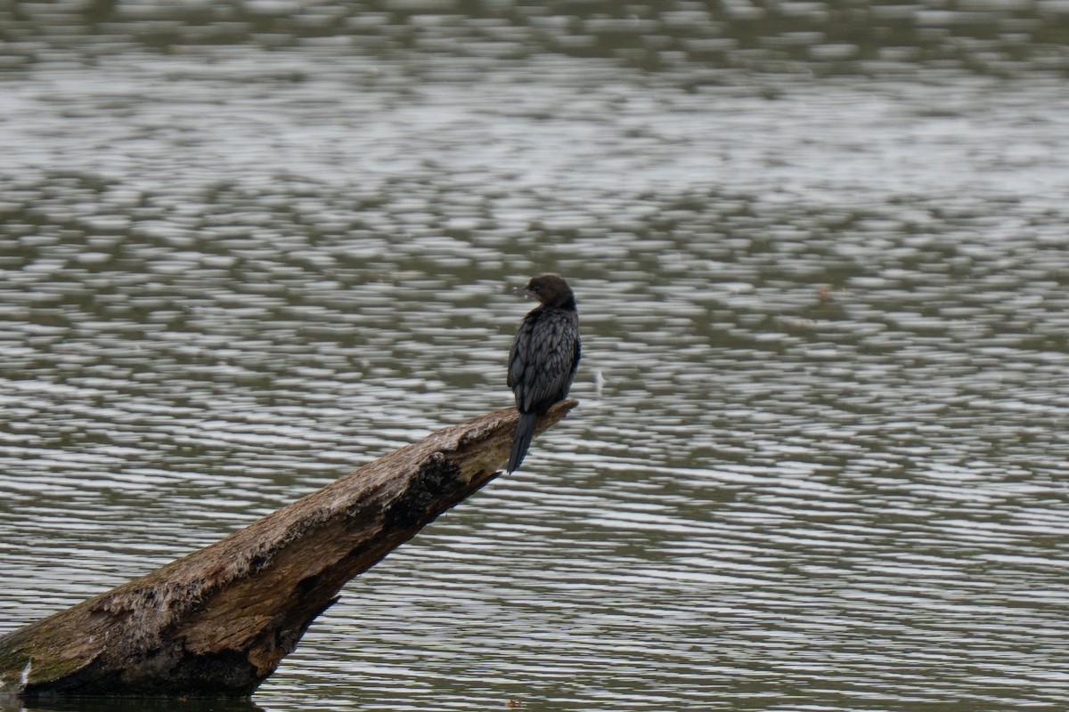 Pygmy Cormorant - ML643785940