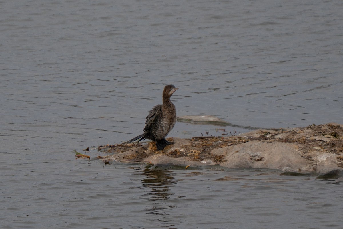 Pygmy Cormorant - ML643785941