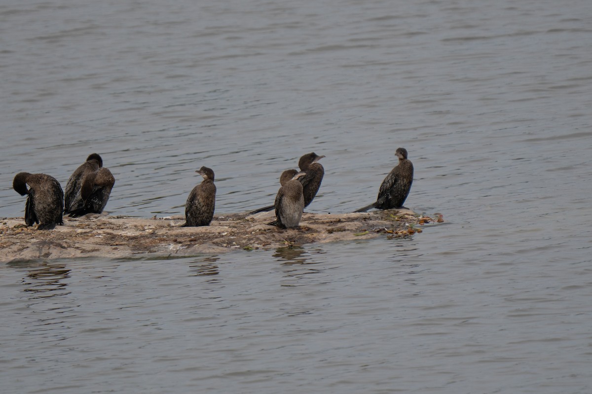 Pygmy Cormorant - ML643785943