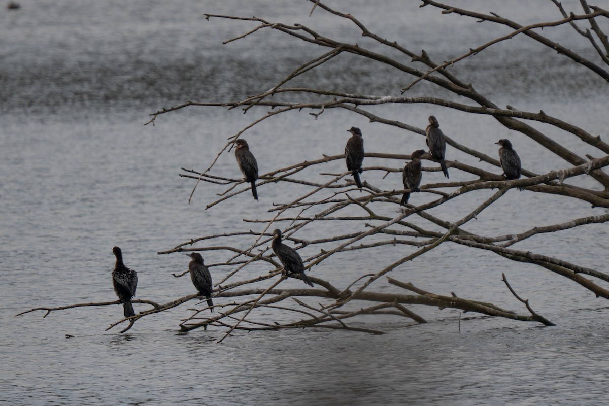 Pygmy Cormorant - ML643785944