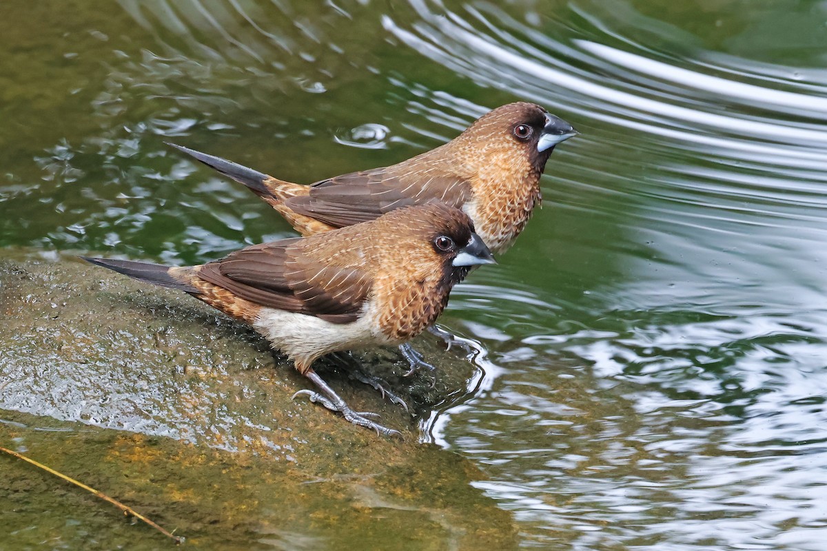 White-rumped Munia - ML643785954