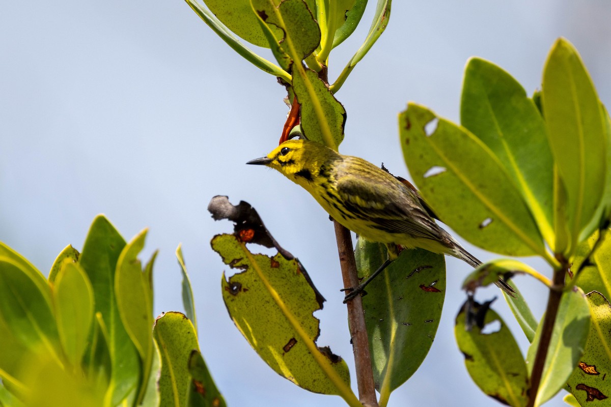 buskparula - ML643785960