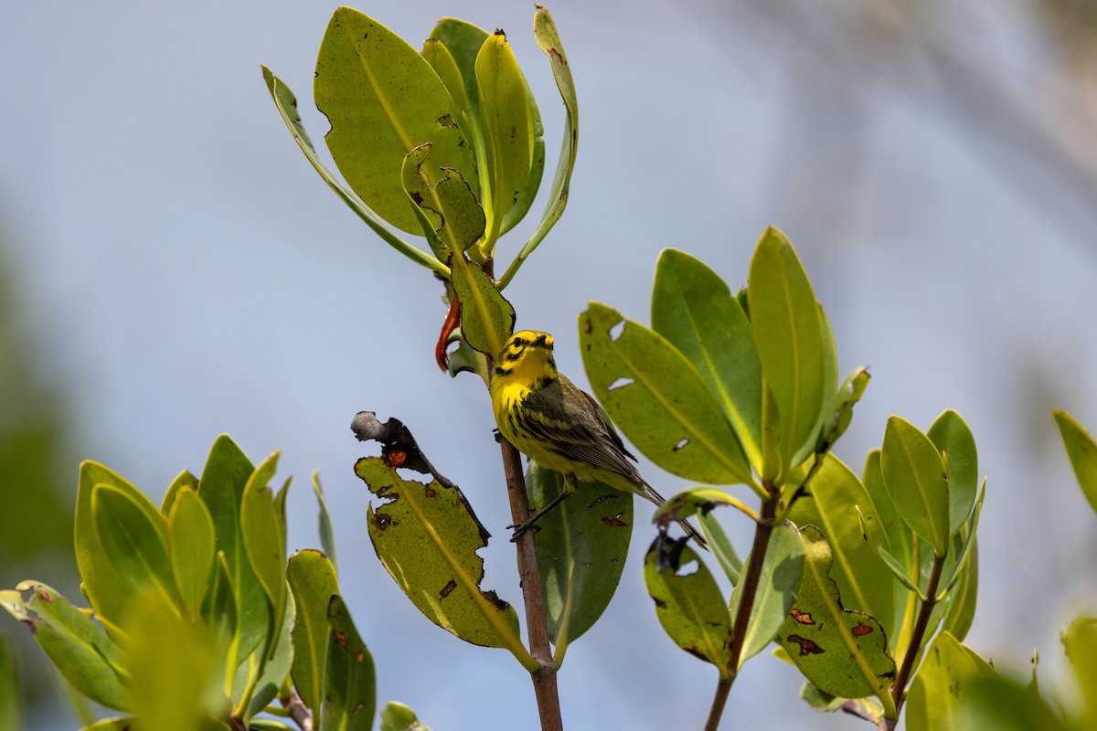buskparula - ML643785962