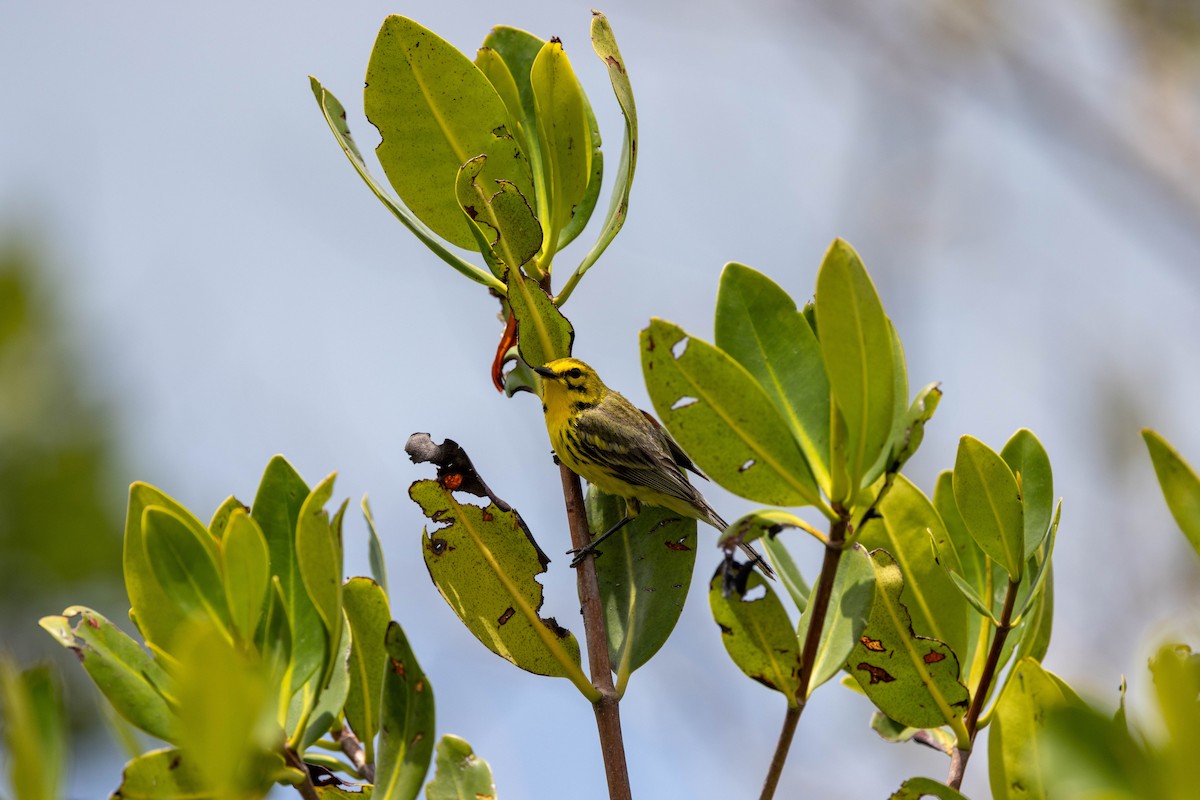 buskparula - ML643785964