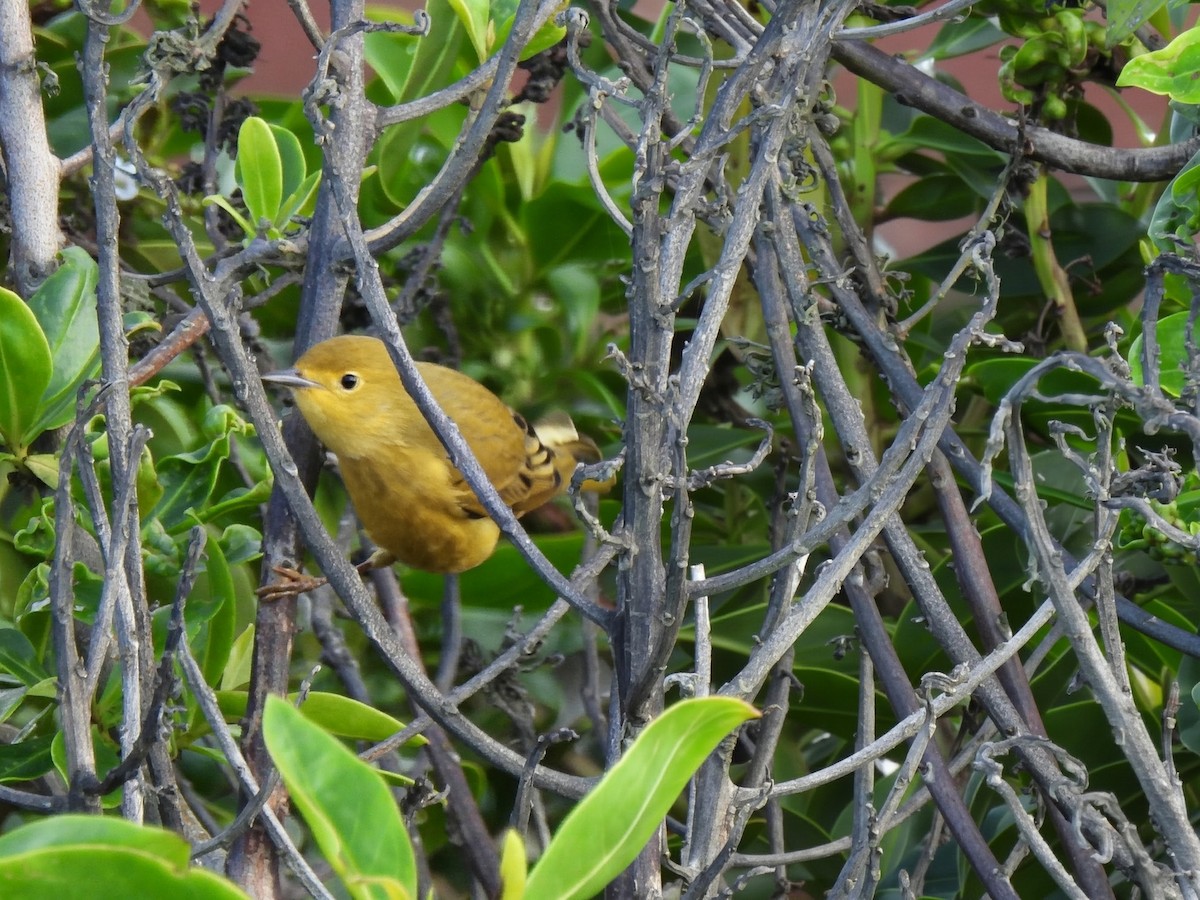 Yellow Warbler - ML643785966