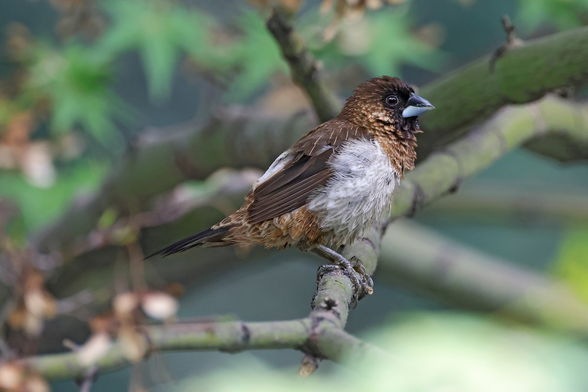 White-rumped Munia - ML643785979