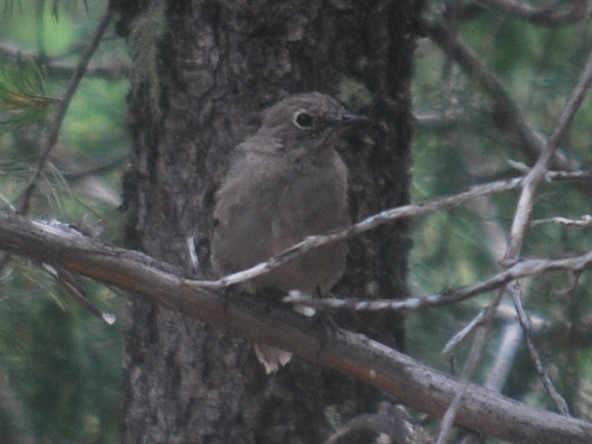 Townsend's Solitaire - ML643785990