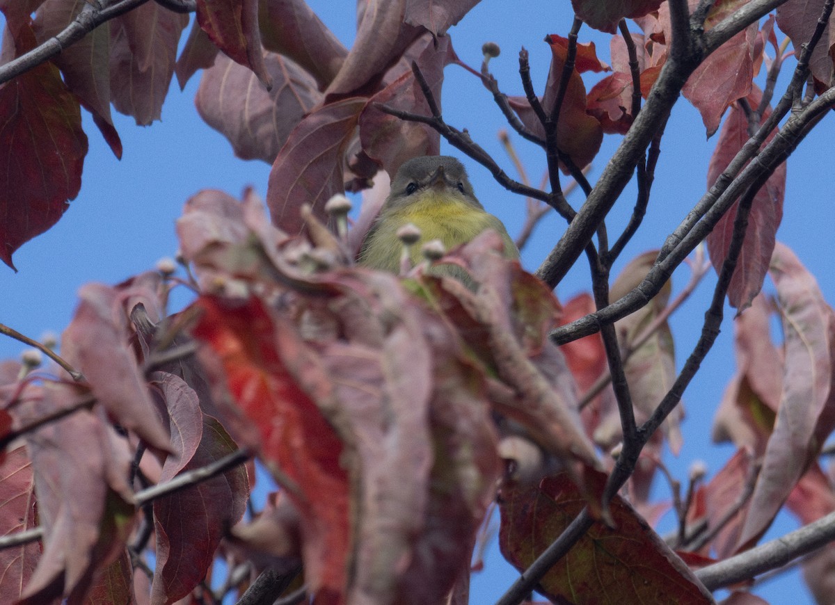 Philadelphia Vireo - ML643785995