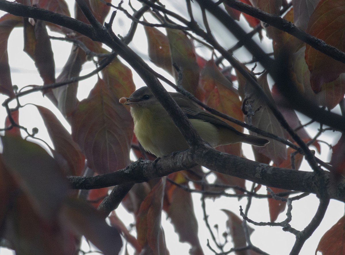 Philadelphia Vireo - ML643785996