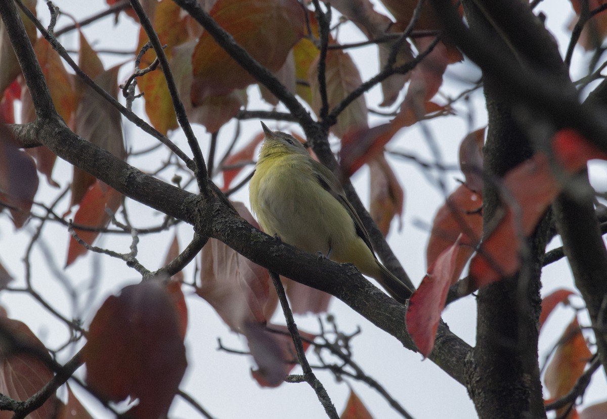 Philadelphia Vireo - ML643785997