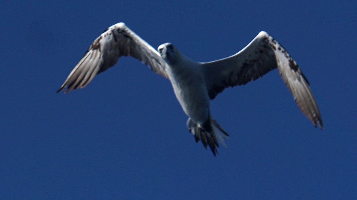 Northern Gannet - ML643785998
