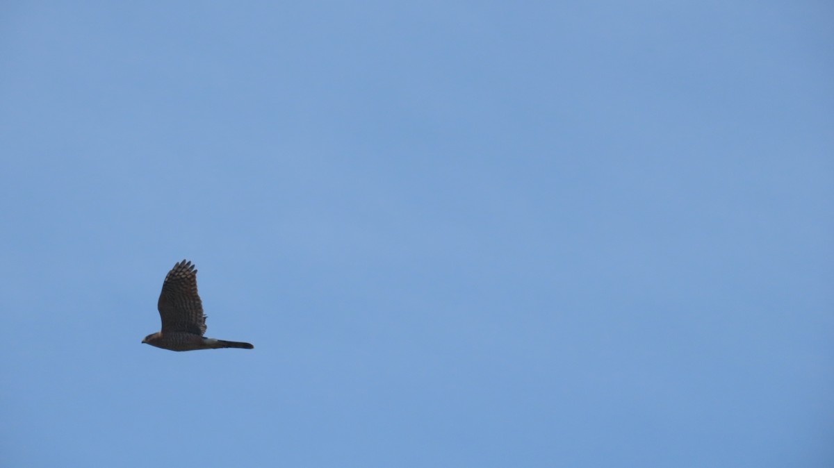 Cooper's Hawk - ML643786018