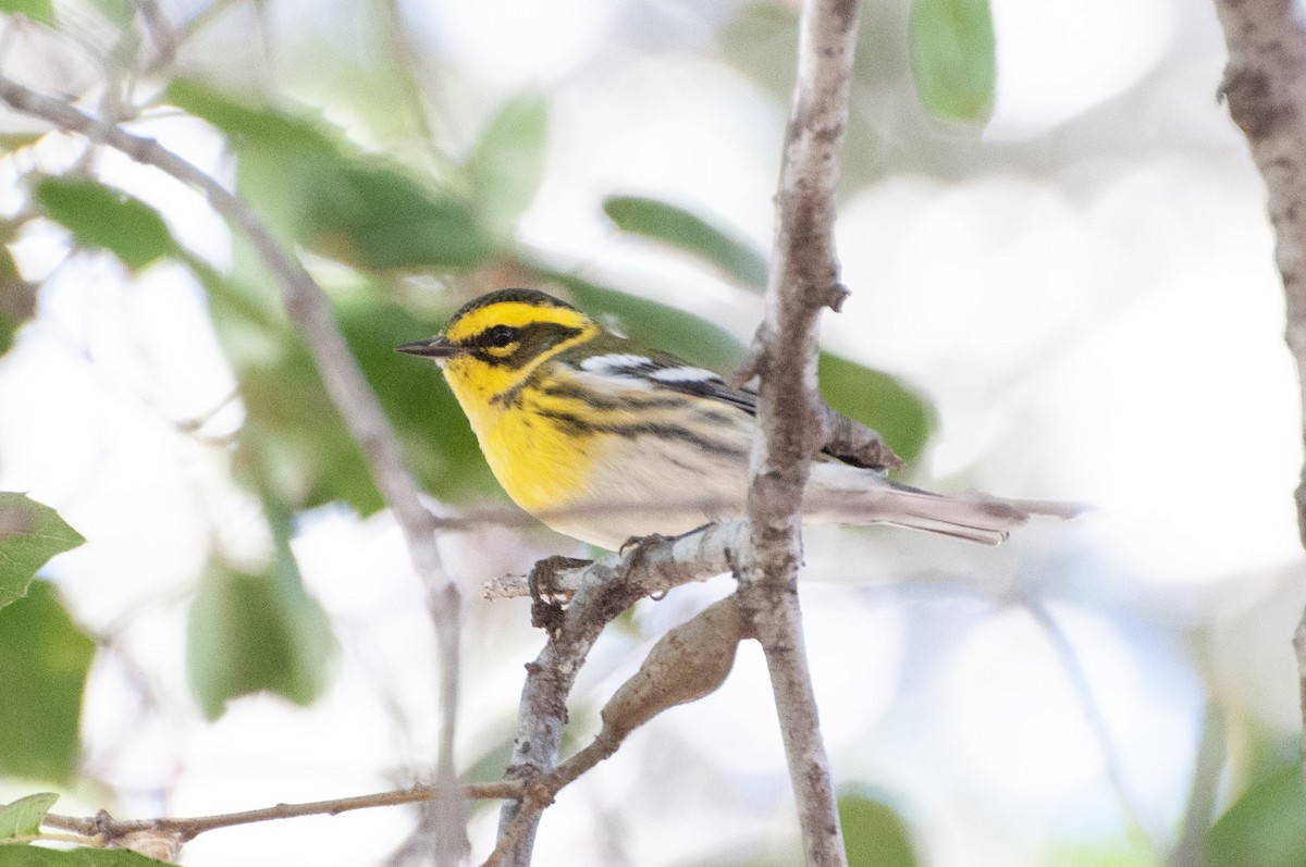 Townsend's Warbler - ML643786019