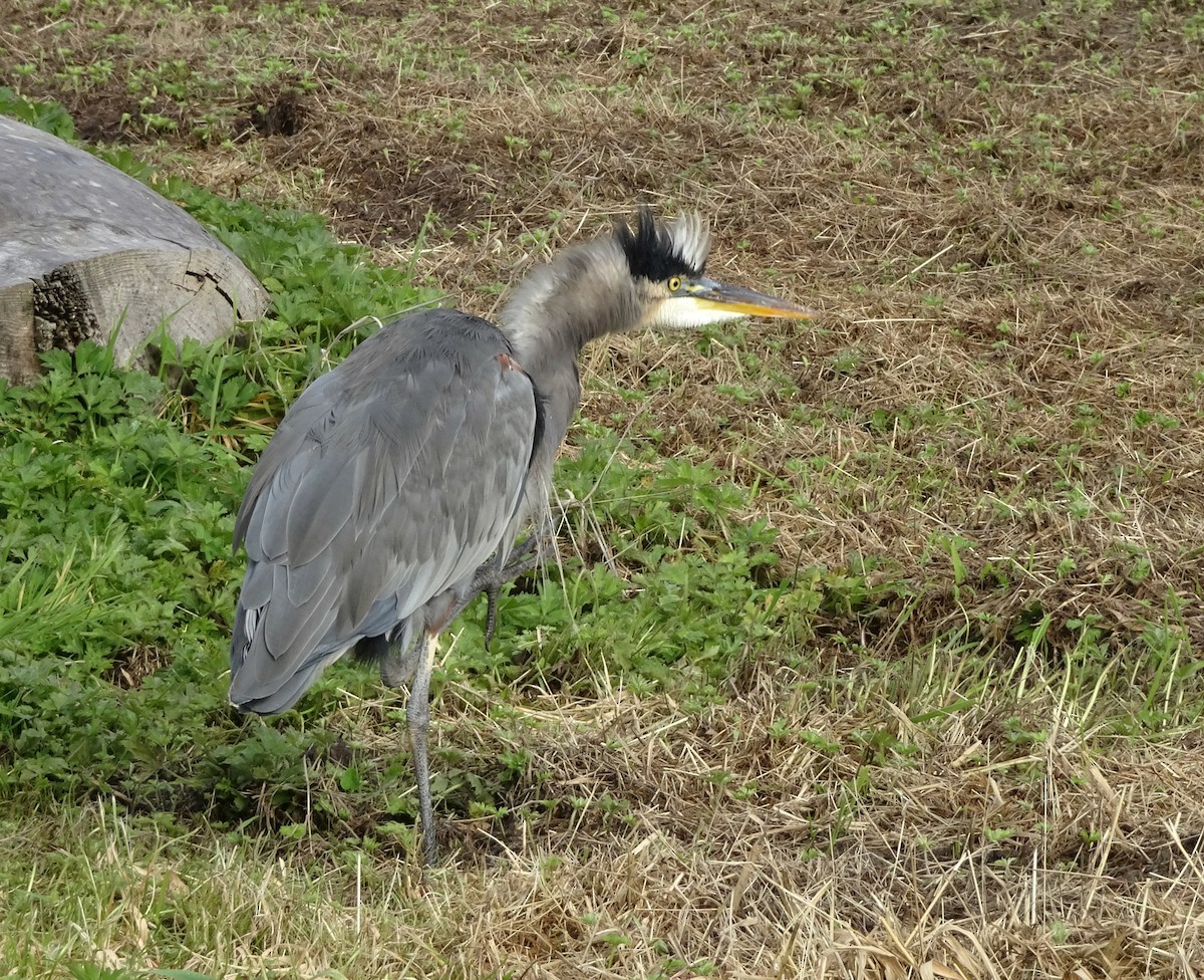 Great Blue Heron - ML643786020