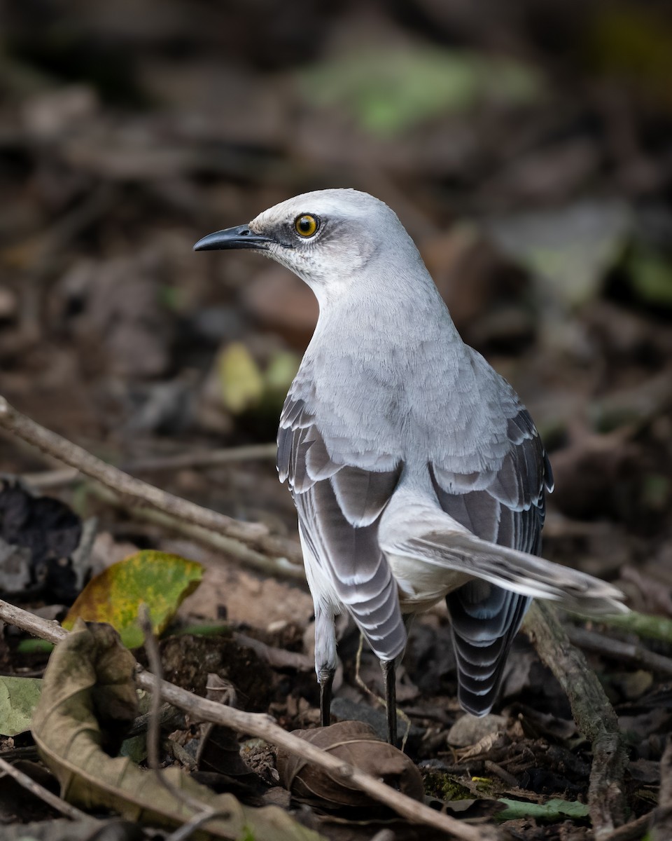 Tropical Mockingbird - ML643786024