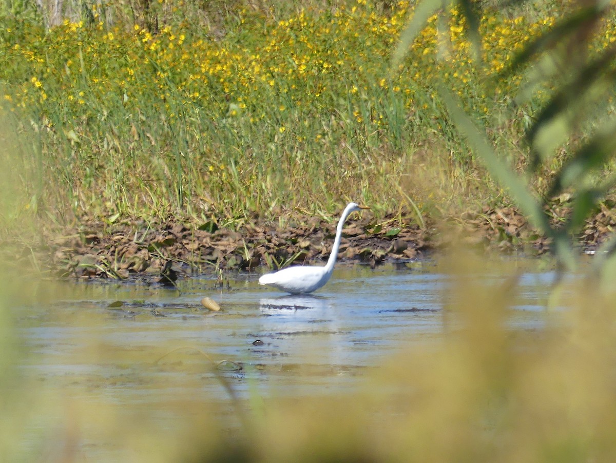 Great Egret - ML643786025