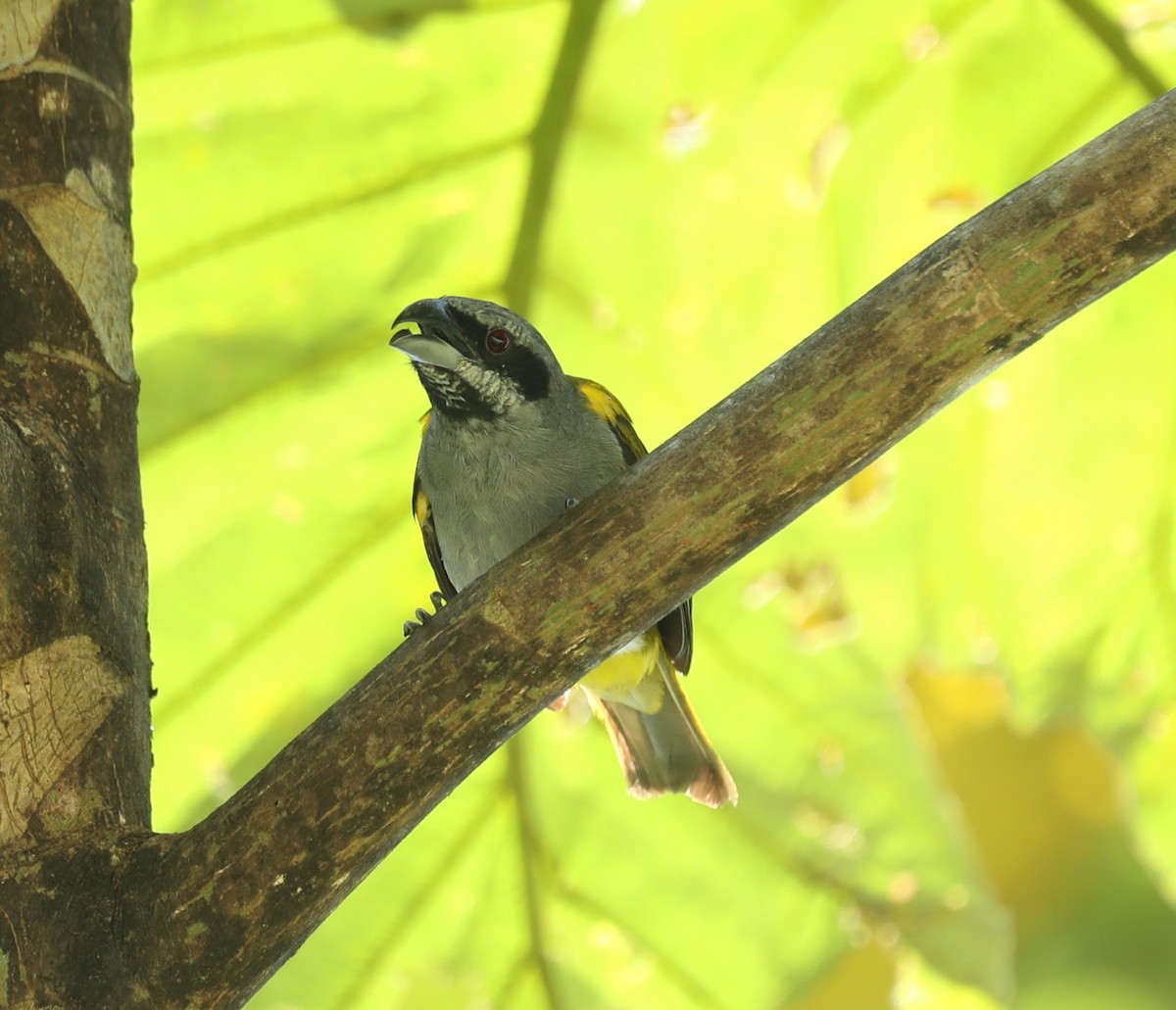Yellow-shouldered Grosbeak - ML643786029