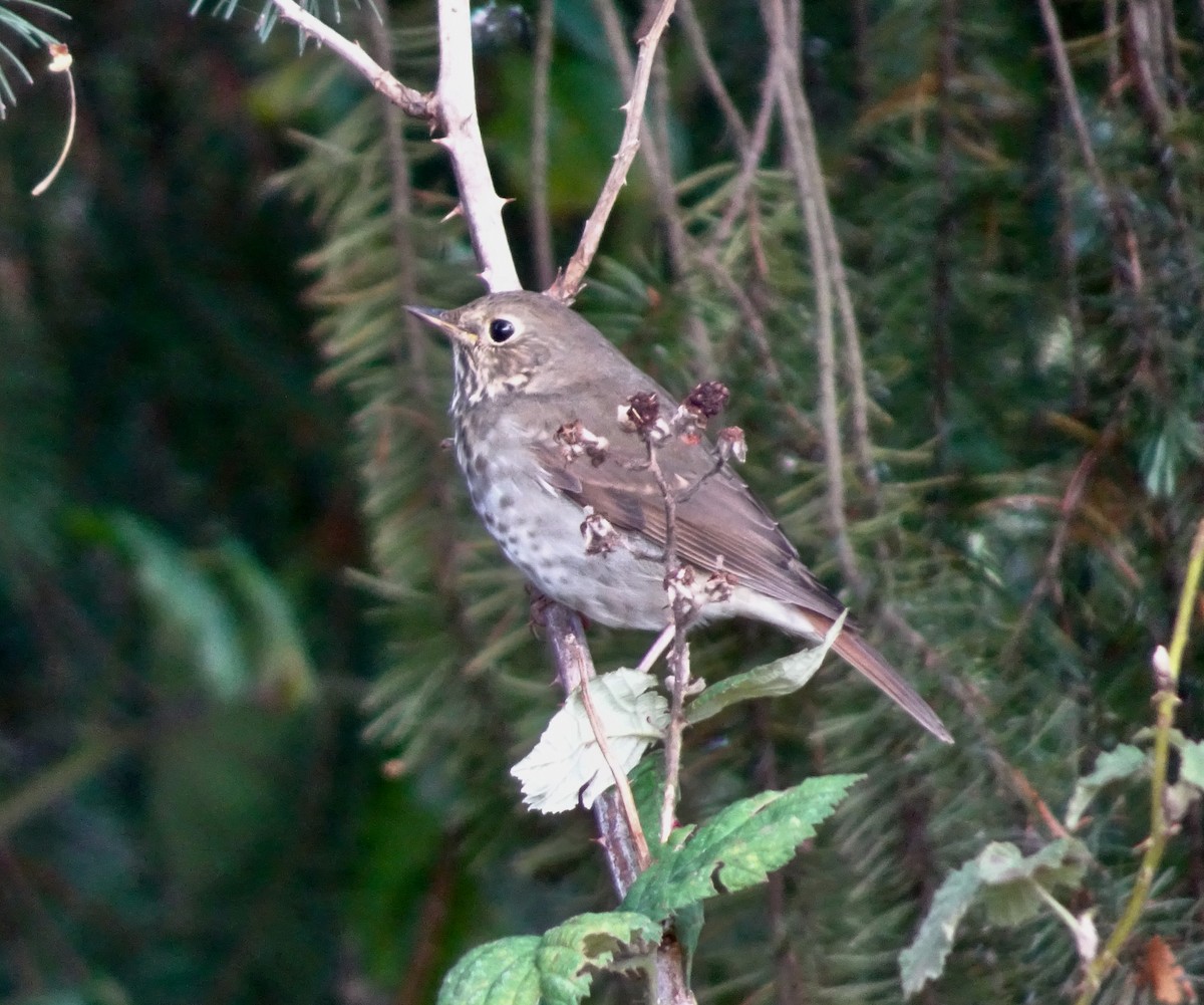 Hermit Thrush - ML643786050