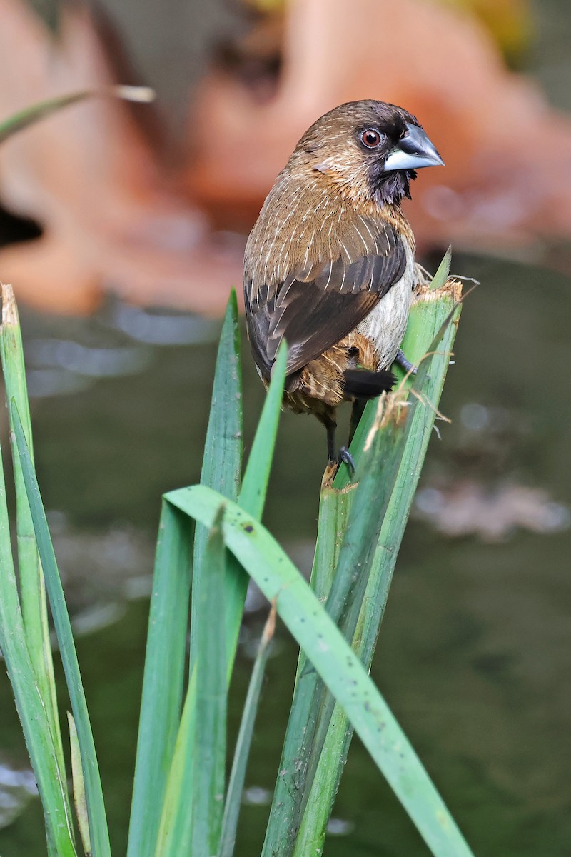 White-rumped Munia - ML643786053