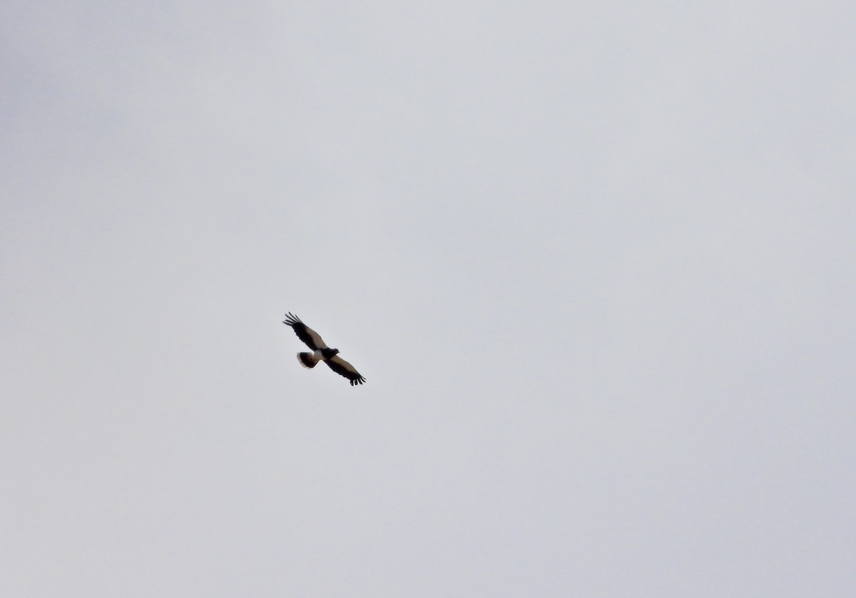 Mountain Caracara - ML643786056