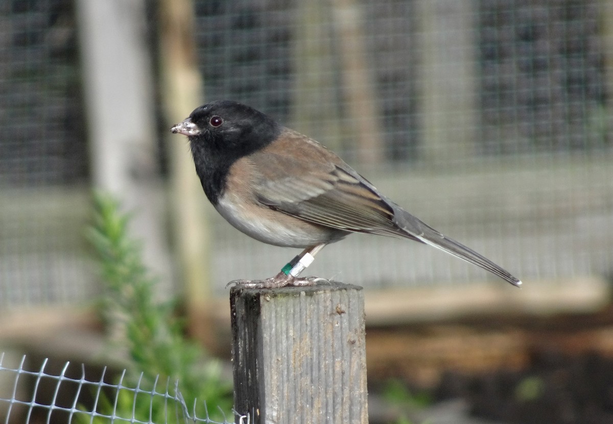 Dark-eyed Junco - ML643786059