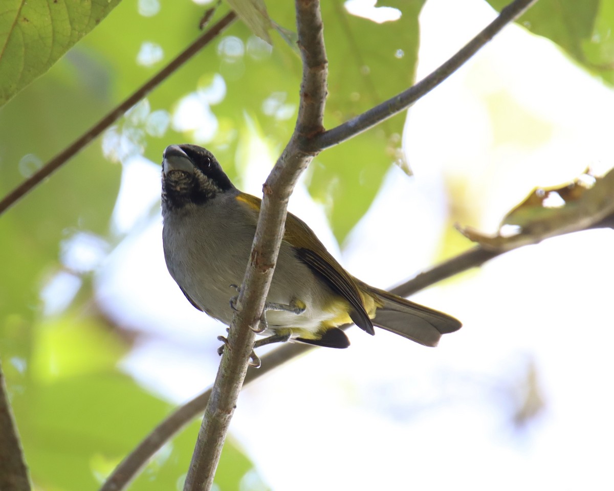 Yellow-shouldered Grosbeak - ML643786060