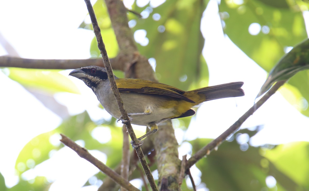 Yellow-shouldered Grosbeak - ML643786061