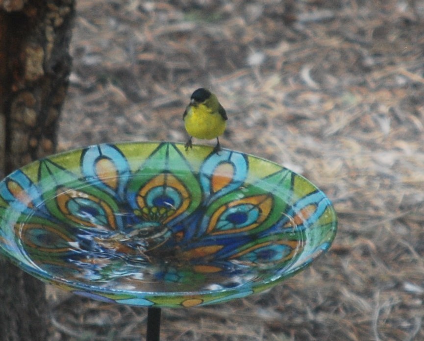 Lesser Goldfinch - ML643786068