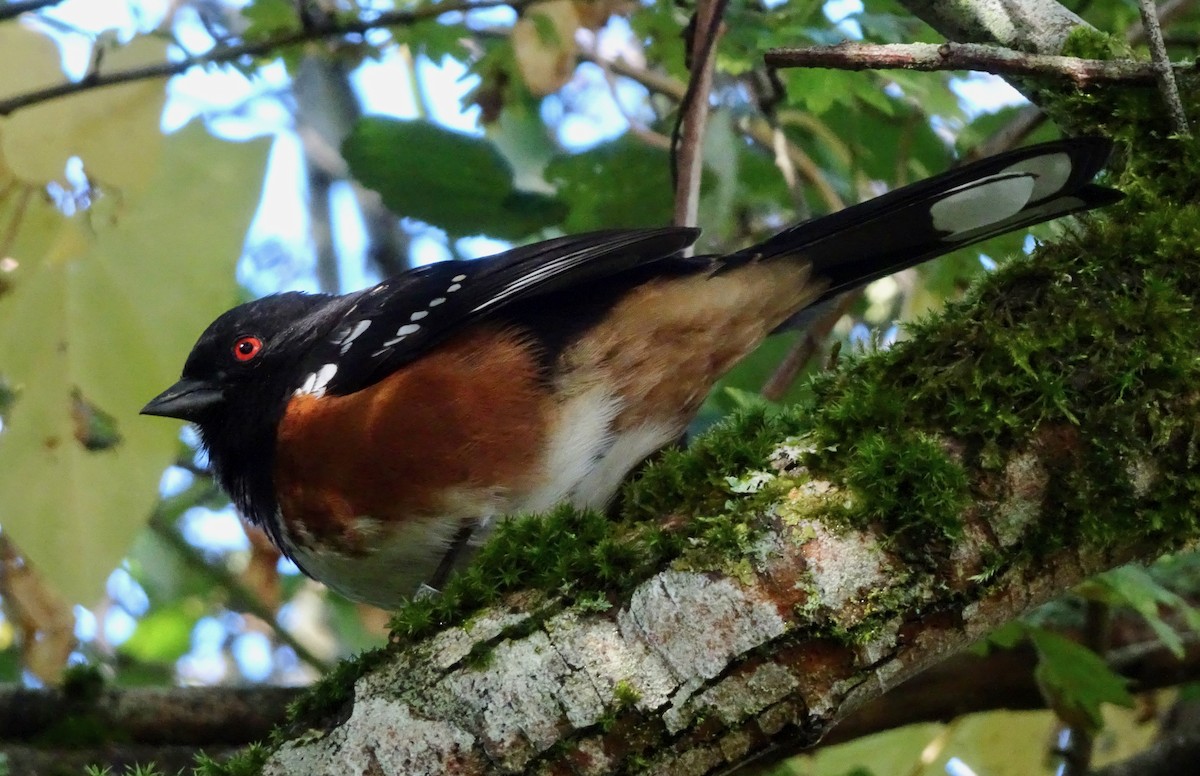 Spotted Towhee - ML643786070