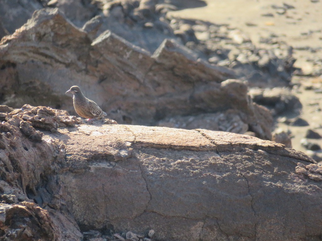Galapagos Dove - ML643786090