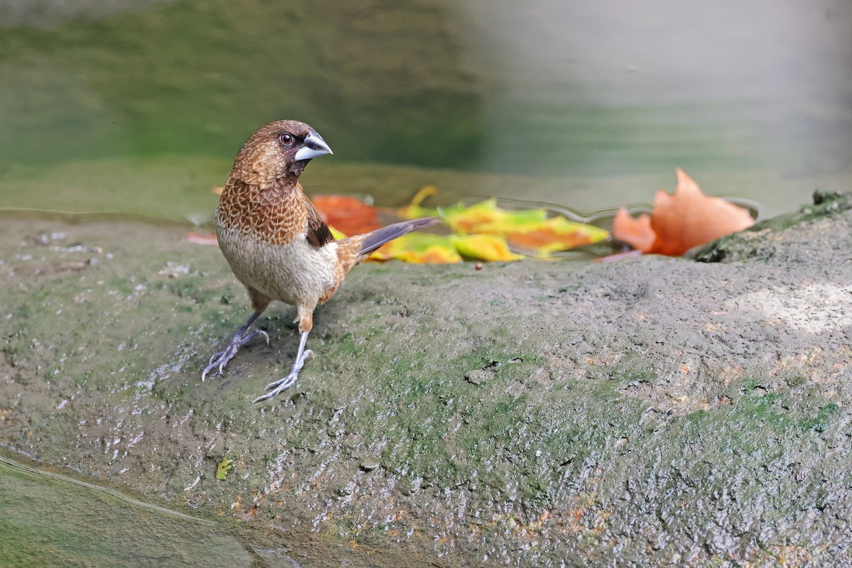 White-rumped Munia - ML643786109