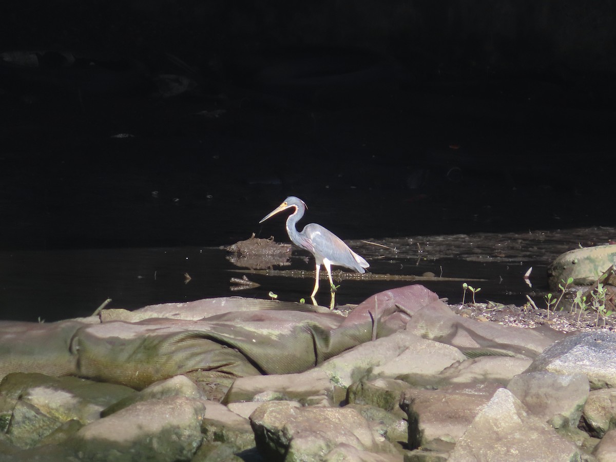 Tricolored Heron - ML643786113