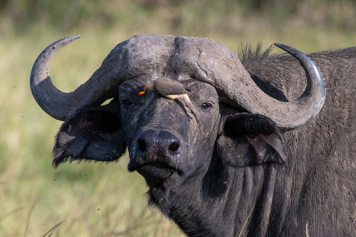 Yellow-billed Oxpecker - ML643786119