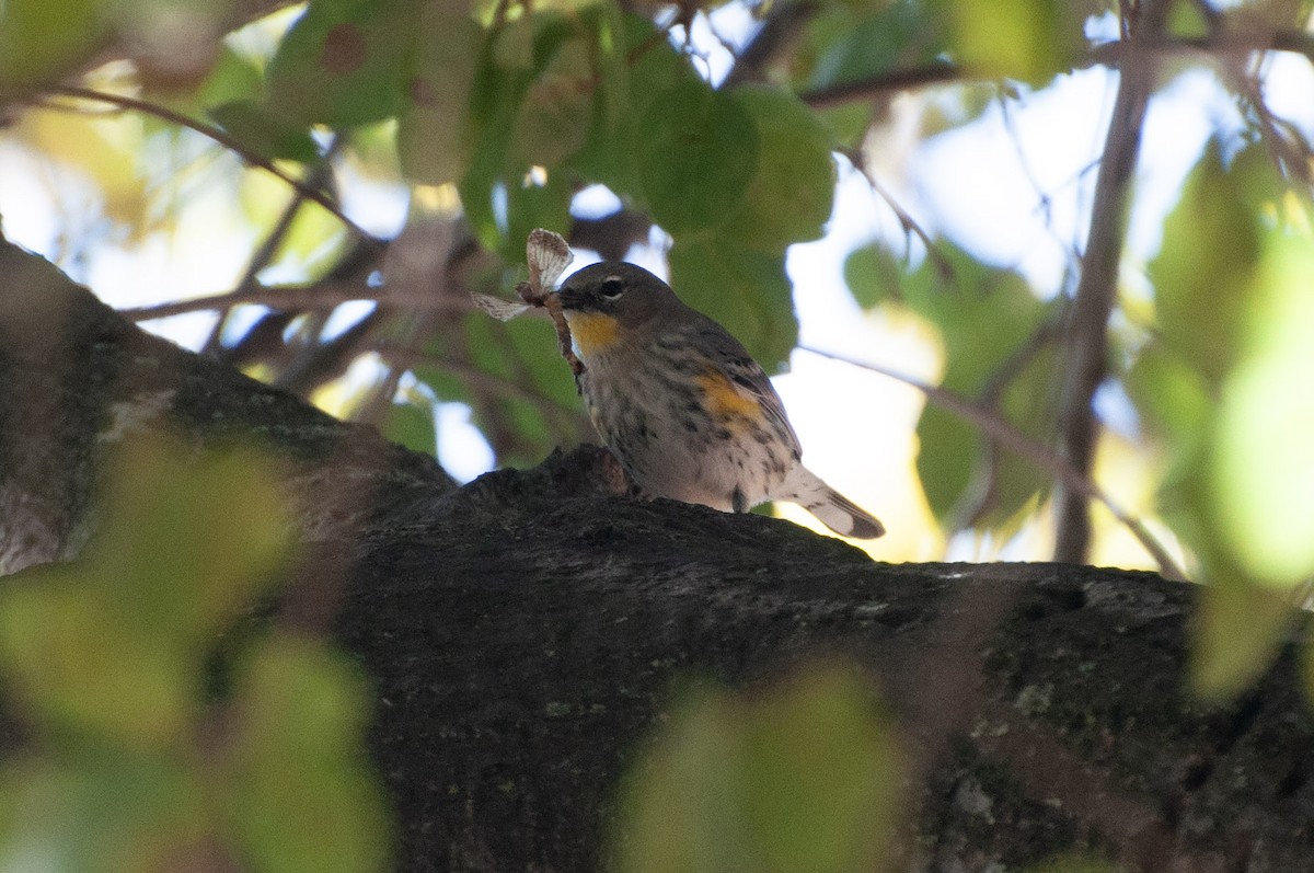 Yellow-rumped Warbler (Audubon's) - ML643786146