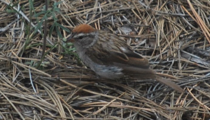 Chipping Sparrow - ML643786150