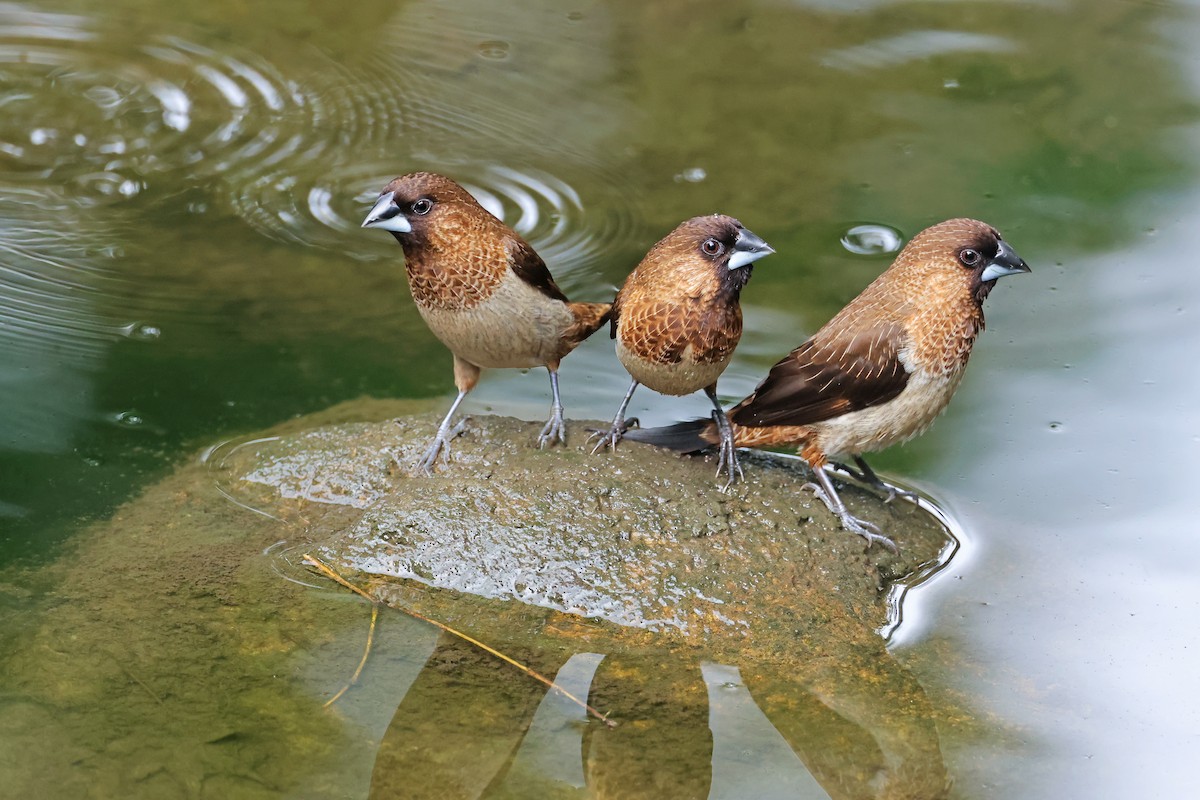 White-rumped Munia - ML643786151